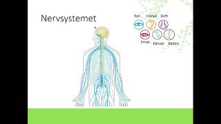 Nervsystemet [upl. by Ahseik998]