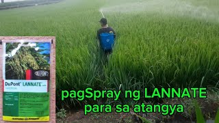 RC222 74DAS PagSpray ng LANNATE farming farmer [upl. by Natalee486]