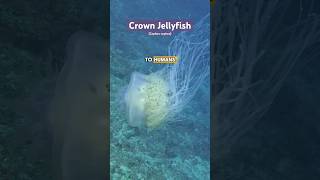 Huge Crown Jellyfish can create light through Bioluminescence shorts nature ocean jellyfish [upl. by Akcemat671]