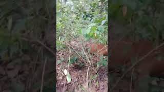 Leopard animal attacking in bakawand durkatonga forest [upl. by Aniuqaoj]