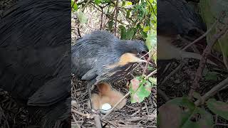 wildlife reviewbirdnest birdhome birds birdnest animals amazingnest birdshelter nature [upl. by Iblok484]