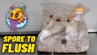 Spore To Flush  ShroomTek All In One Mushroom Bag  Complete Beginners Guide To Growing Mushrooms [upl. by Faubert]