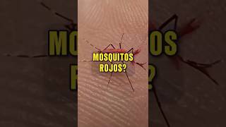 ¿Qué son estos MOSQUITOS ROJOS 🦟🩸🧬 [upl. by Nhguavad]