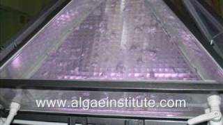 Pyramid Photobioreactor Slide Show [upl. by Mariande537]