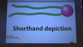 29 Kevin Aherns Biochemistry  Lipids and Membranes [upl. by Ettevram161]