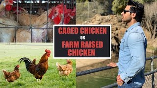 Caged Chicken or Farm Raised Chicken  Info by Guru Mann [upl. by Daffi]