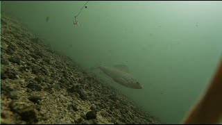 River Itchen  underwater [upl. by Tacklind]