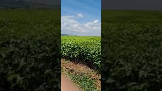 kenyas green goldkericho tea farmkericho highlandstea in Kenyabeautiful kericho [upl. by Emoraj]