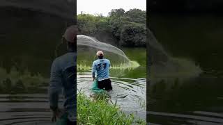 Buscando los peces 🕸🐟 colombia fishing laguna tilapia work pesca atarraya nature relaxing [upl. by Riek]