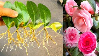 Growing Camellia Japonicas  The Greenery Garden amp Home [upl. by Stutzman]