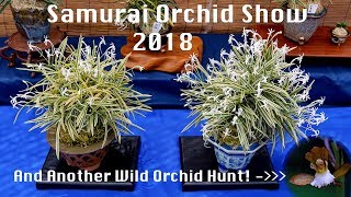 Samurai Orchid Show And Hunting For Orchids In The Wild Cycling Japan Road Trip [upl. by Nibbs]