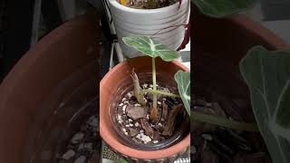 Planty updates shorts plants houseplants plantcare indoorplants [upl. by Pollie]