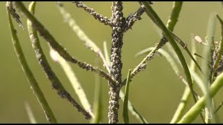 Managing Cabbage Aphid [upl. by Borden428]