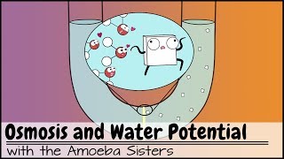 Osmosis and Water Potential Updated [upl. by Espy]