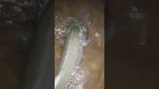 STRIPED BASS CATCH fishing stripedbass stripedbassfishing statenislad surfcasting bassfishing [upl. by David424]