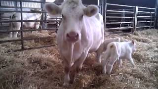 Set of twin Charolais Calves description of freemartin [upl. by Ginger]