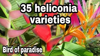 heliconia plants varietiesBirds of paradisewith names [upl. by Creedon]