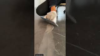 How to grout floor tiles process shorts [upl. by Ainesej620]