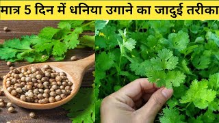 मात्र 5 दिन में धनिया उगाने का जादुई तरीक । How to grow coriander at homedhaniya kaise ugayein [upl. by Libby]