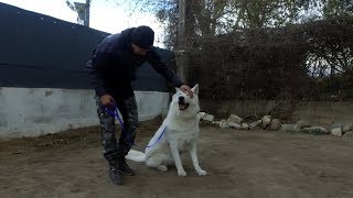 REEDUCATION BERGER BLANC SUISSE [upl. by Swane]