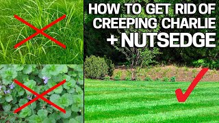 How to Get Rid of Creeping Charlie amp Nutsedge in the Lawn  Weed Control Like a Pro [upl. by Acinelav243]