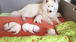 NEWBORN SAMOYED PUPPIES [upl. by Dell486]