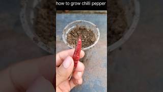 how to grow chilli seed to plant grow chilli pepper plant [upl. by Anastos]