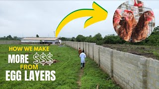 Guaranteed Ways to Earn More Money From Layer Farming [upl. by Bea883]