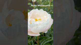 Peony Miss America peony peonies paeonia perennial gardening [upl. by Repohtsirhc449]