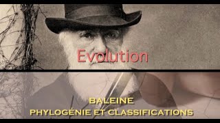 1 EVOLUTION BALEINE  phylogénie et classifications [upl. by Ttoille]