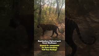 Ranthambore Safari Tiger Video 2024 ranthamborenationalpark [upl. by Anselme499]