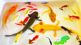 Incredible Catching Fancy Ornamental Catfish in Colorful Betta Fish Koi Eggs Ell Fish Ranchu Fis [upl. by Ilyssa]