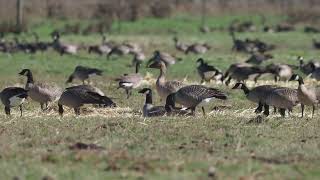 Humboldt Bean Goose 110424 [upl. by Utica]