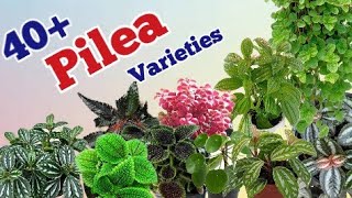 40 Pilea plants varieties types of pilea plantsPinkish paradise [upl. by Chew]