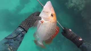 Onebreath Spearfishing Whitsundays [upl. by Eeslek]