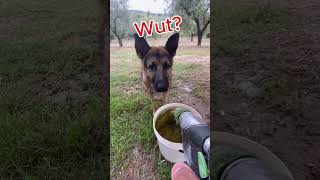 Dog VS Water Hose Jet Roulette [upl. by Ueihttam]