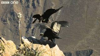 Condor Teaches Youngster to Fly Narrated by David Tennant  Earthflight  BBC One [upl. by Anowahs]