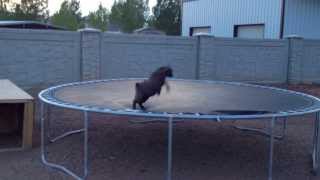 Baby Goat discovers trampoline [upl. by Letsou]