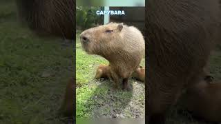 Do Crocodiles Really Eat Capybaras 😱 science sciencefacts [upl. by Lenej825]