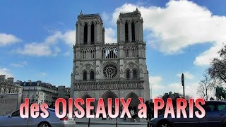 OISEAUX à PARIS  NOTRE DAME de PARIS février 2019 [upl. by Ekrub]