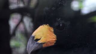 Black Curassow ♂amp♀︎ 4K [upl. by Amatruda]