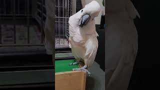 More Cockatoo Rant About The Vet [upl. by Alek]