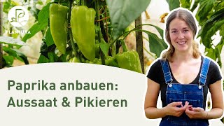 Paprika anpfanzen Aussaat amp pikieren Anleitung [upl. by Perkoff]