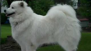 Samoyed Grooming Part 2 Prebath [upl. by Coridon582]