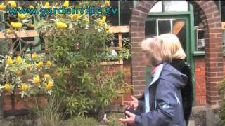 Cytisus battandieri Pineapple Broom [upl. by Higbee]