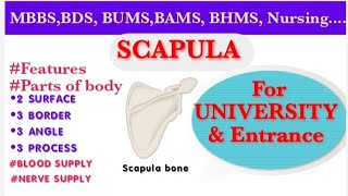 SCAPULASCAPULA BONEUpper limb scapula [upl. by Hareenum]