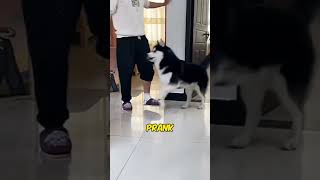 THIS DOG MADE FUN OF HIS OWNER 🤯 [upl. by Nunnery]