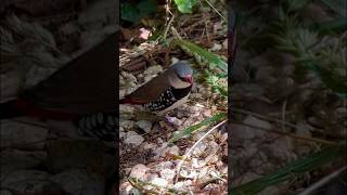 Diamond Firetail Finch bird birds nature animals pets aviary [upl. by Nevada]