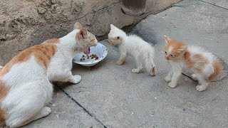 Angry Kitten Surrounded Aggressive Cat Hissing and Spitting to Protect His Siblings [upl. by Prud]