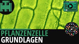 Pflanzenzelle Aufbau Grundlagen│Biologie Lernvideo Learning Level Up [upl. by Oflodor454]